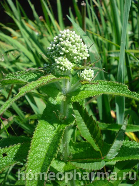 Eupatorium perfoliatum