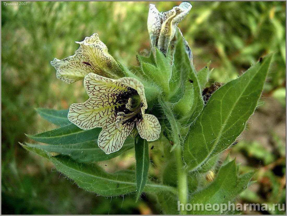 Hyosciamus niger